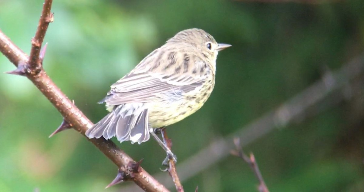 Kirtland's Warbler - ML625719461