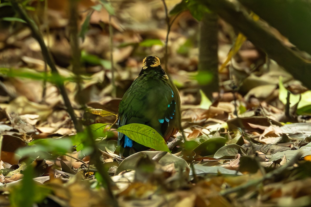 Pita Pechiverde - ML625719619