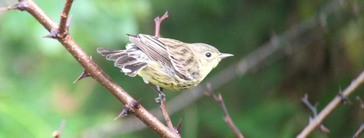 Kirtland's Warbler - ML625719647