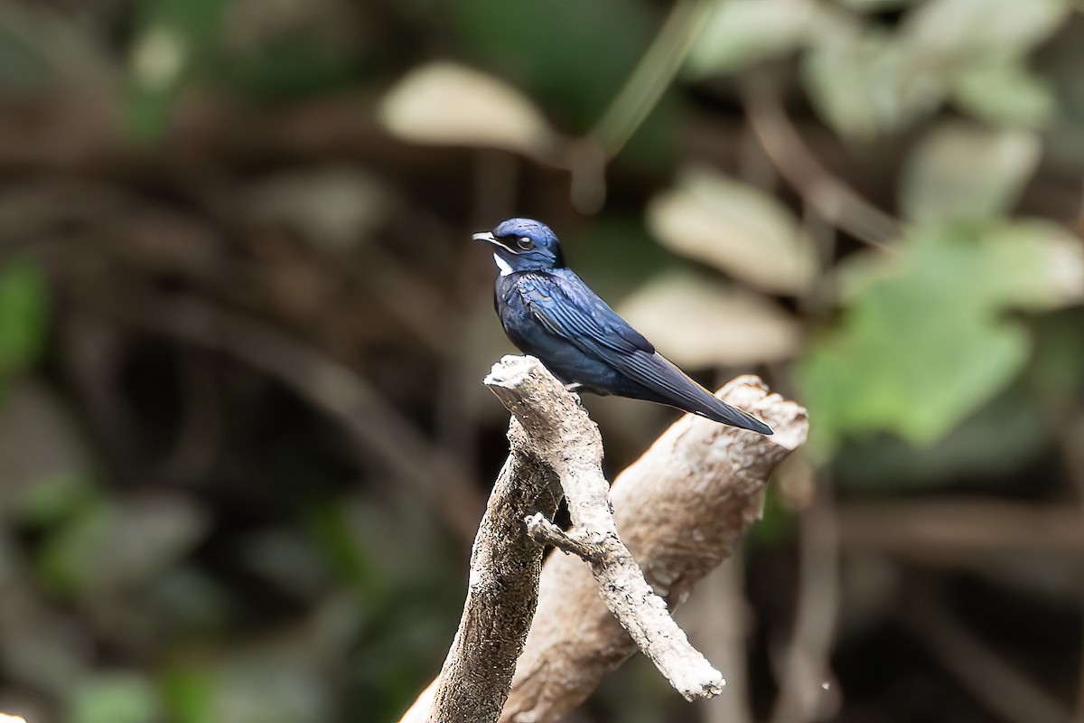 Golondrina Negrita - ML625719659