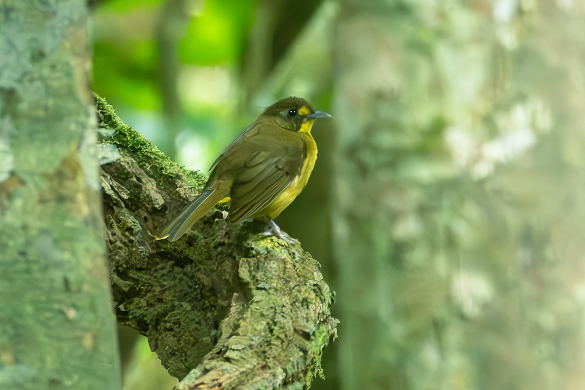 Bulbul Manchado (notatus) - ML625719680