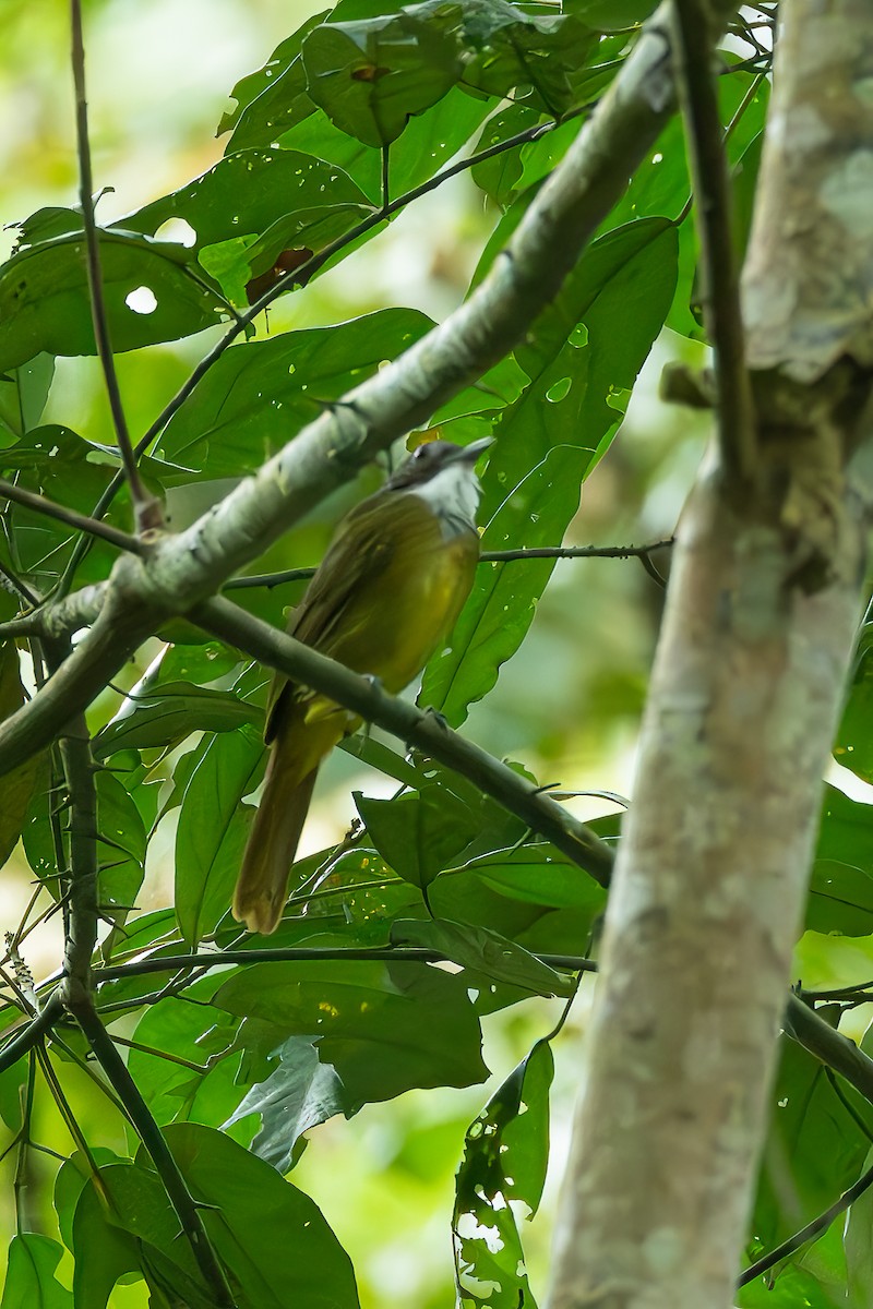 Bulbul Dorsiverde - ML625719733