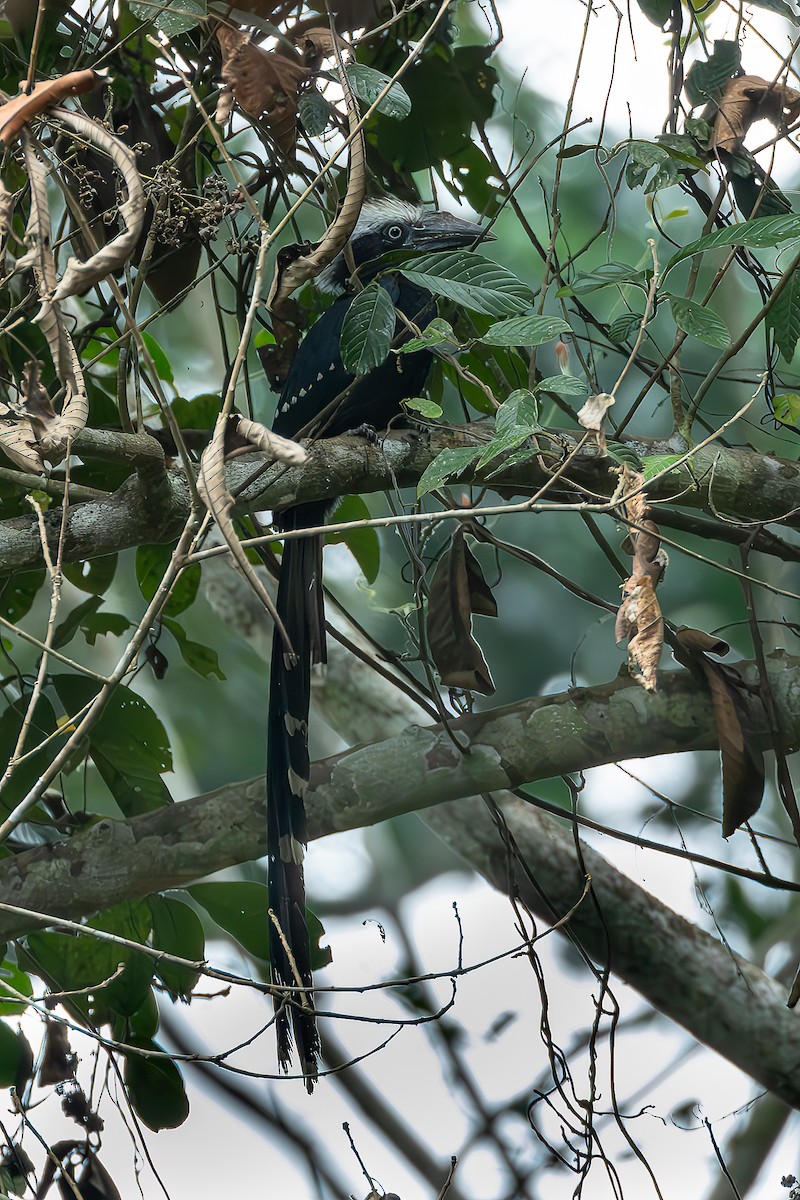 Eastern Long-tailed Hornbill - ML625719772