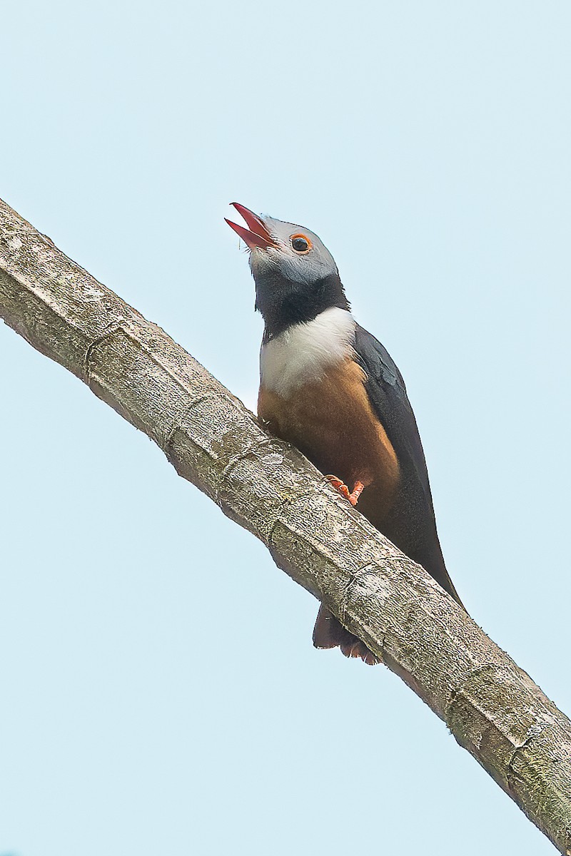 Rufous-bellied Helmetshrike - ML625719782