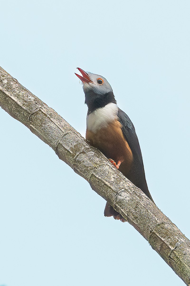 Prionopo Ventrirrojo - ML625719782