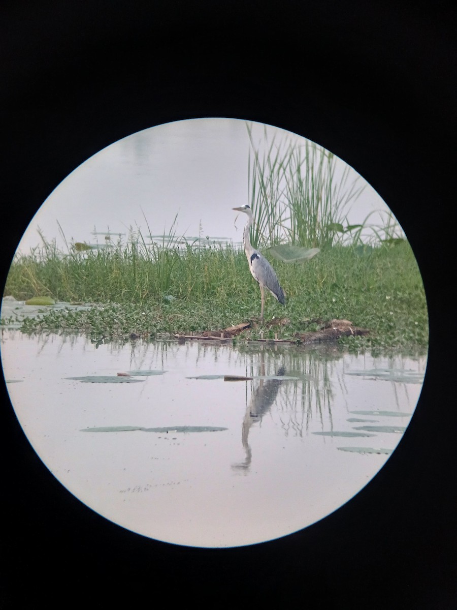 Garza Imperial - ML625719788