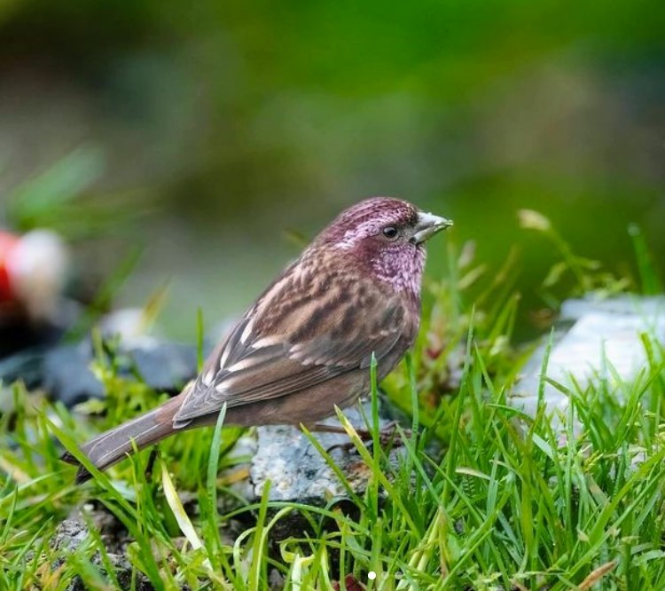 Dark-rumped Rosefinch - ML625719835