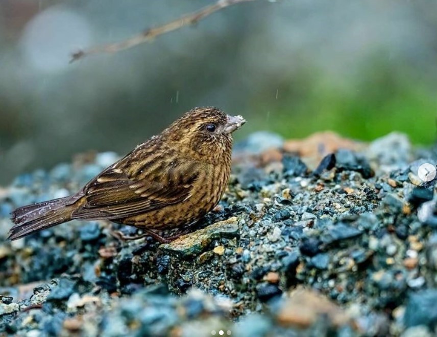 Dark-rumped Rosefinch - ML625719845