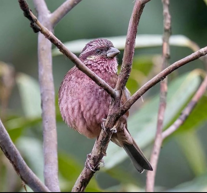 Dark-rumped Rosefinch - ML625719850