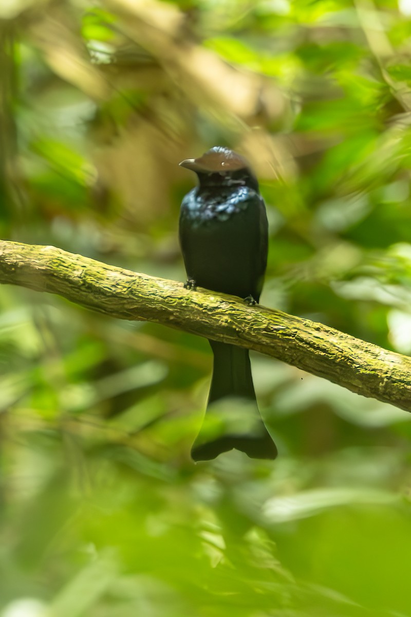 Drongo Selvático - ML625719855