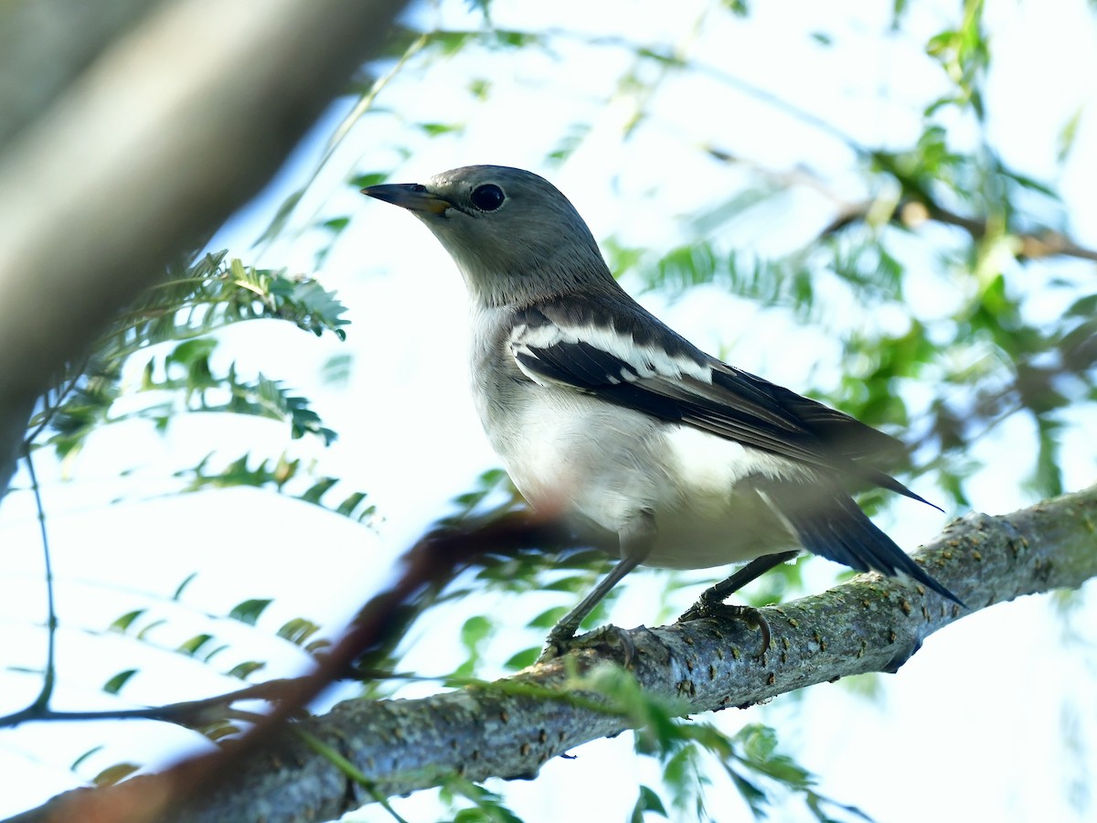 Daurian Starling - ML625719858