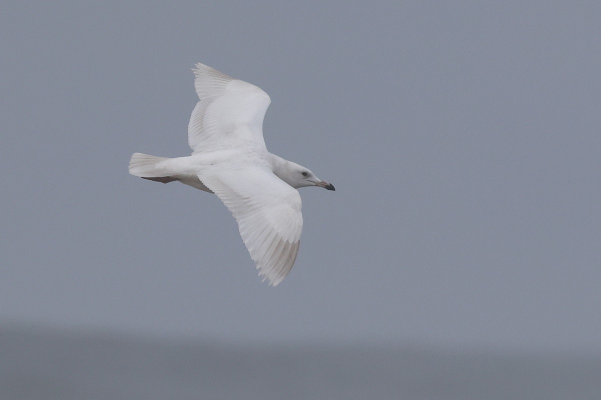 California Gull - ML625719886