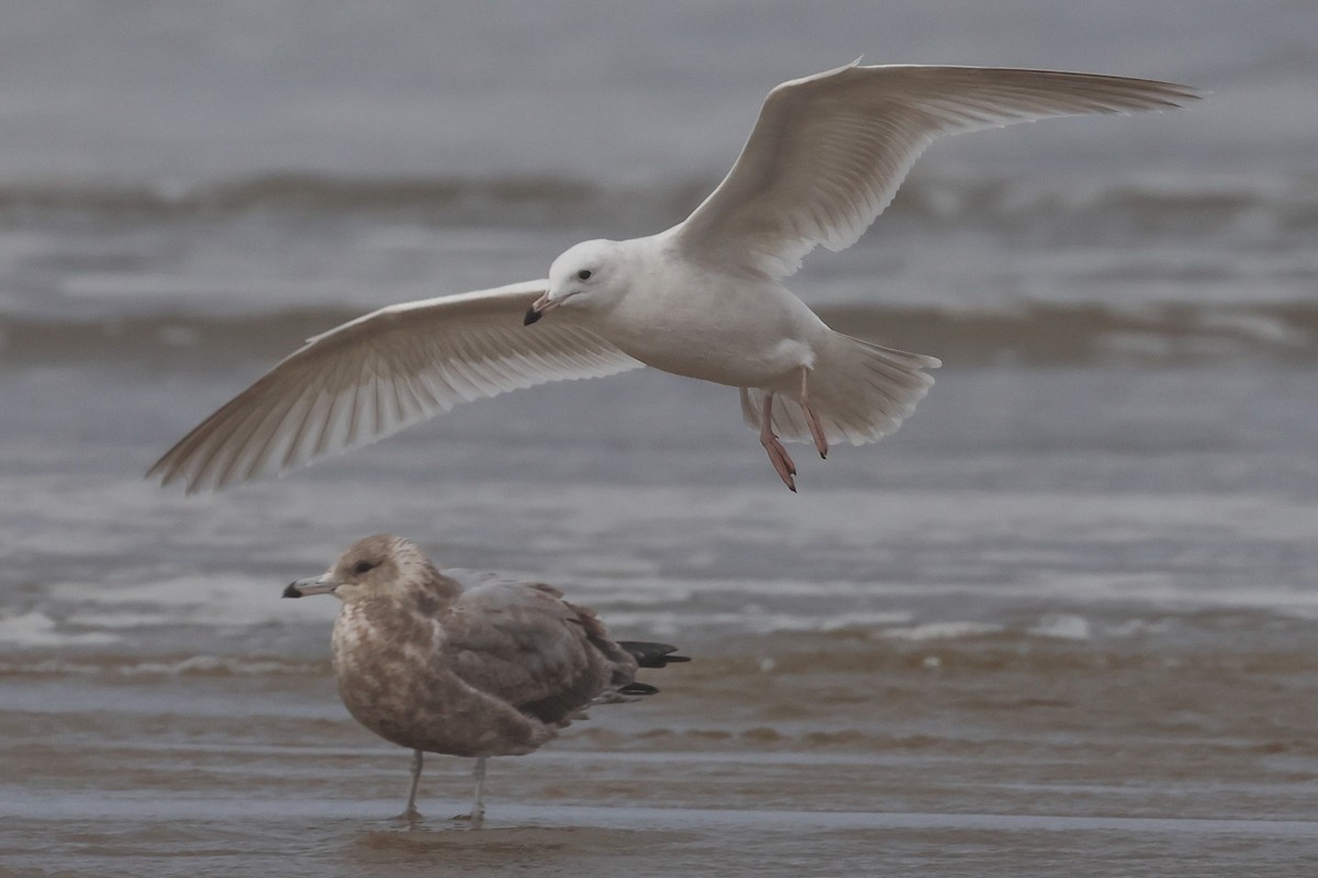 California Gull - ML625719888