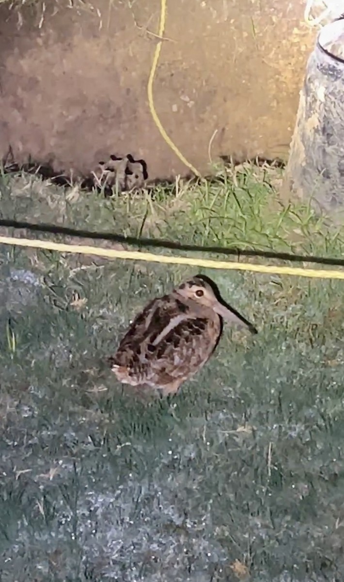 American Woodcock - ML625719937