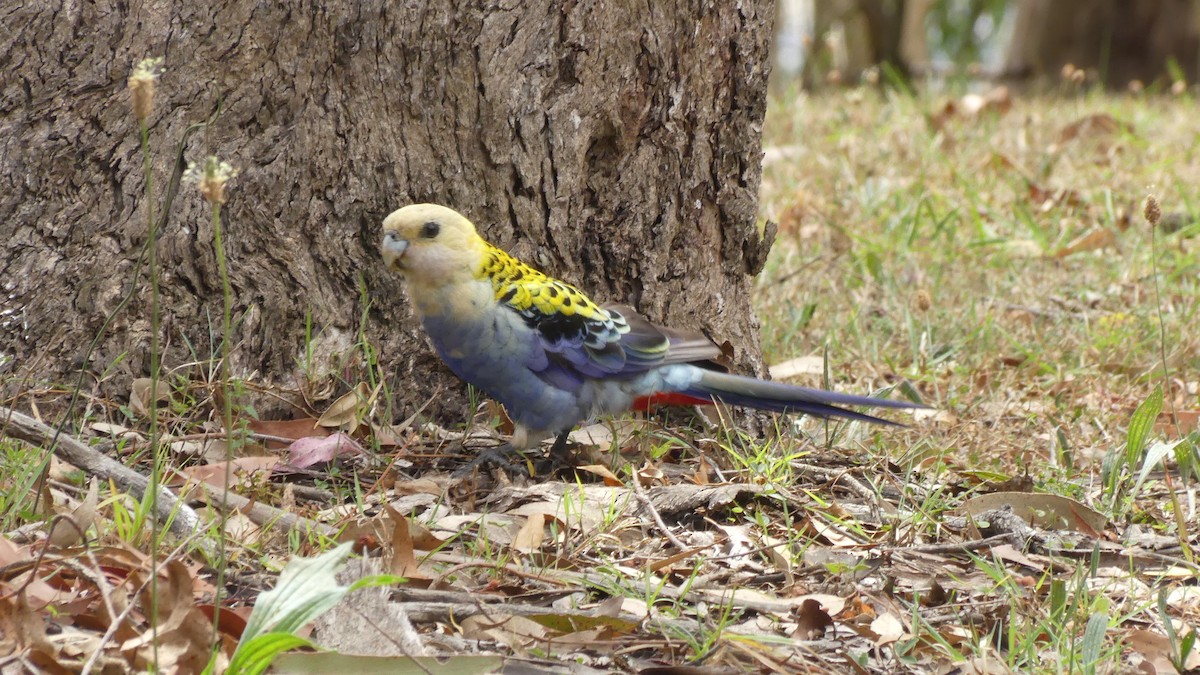 Pale-headed Rosella - ML625720023