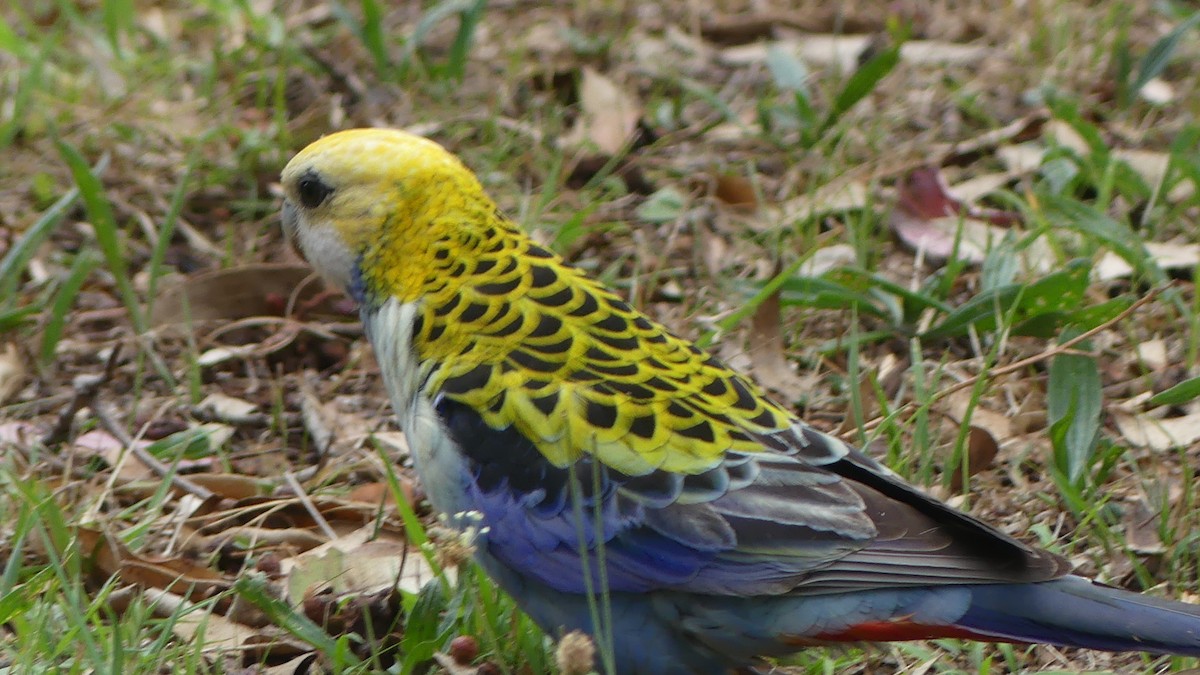 Pale-headed Rosella - ML625720024