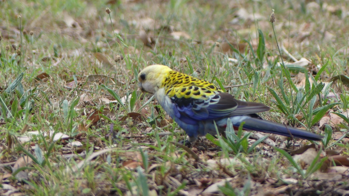 Pale-headed Rosella - ML625720025