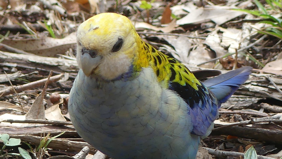 Pale-headed Rosella - ML625720026