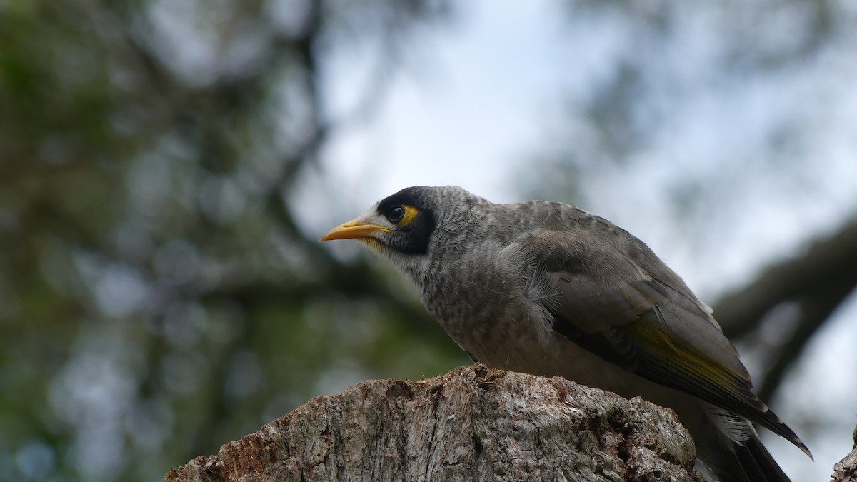 Noisy Miner - ML625720031