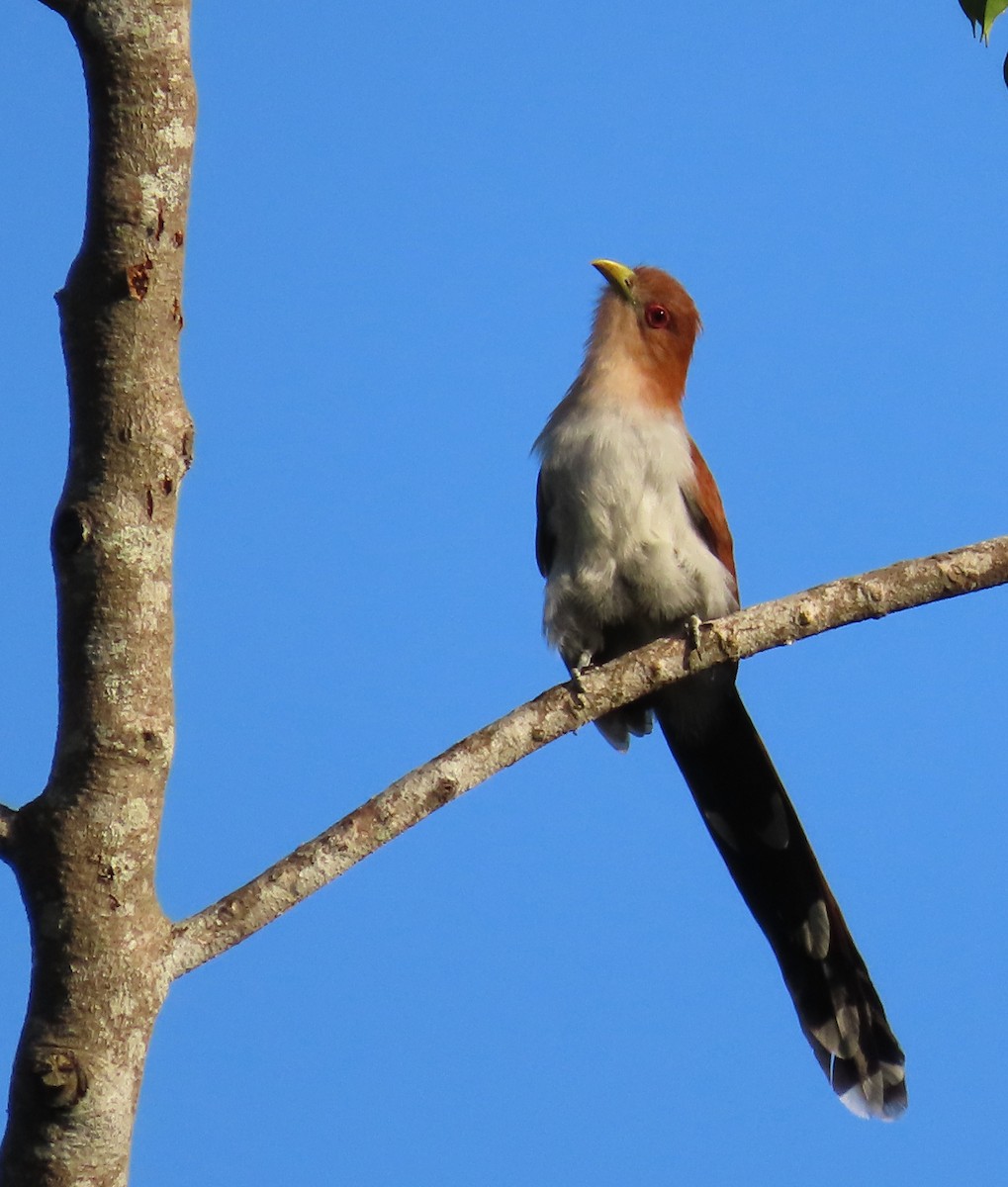 Squirrel Cuckoo - ML625720090
