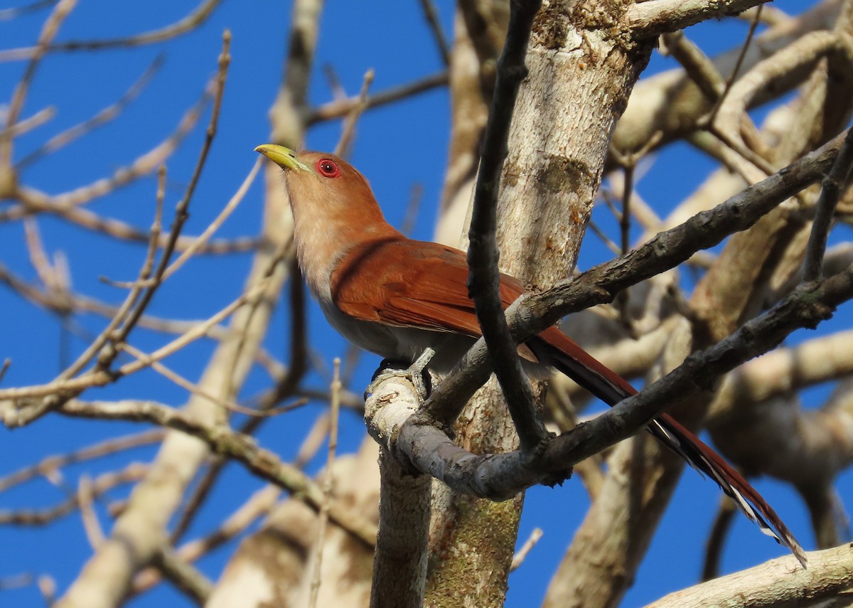 Squirrel Cuckoo - ML625720092