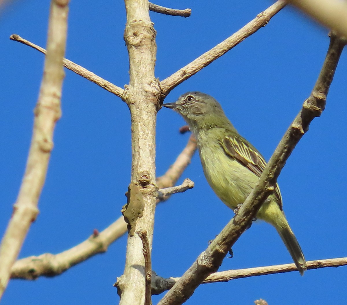 Guianan Tyrannulet - ML625720096