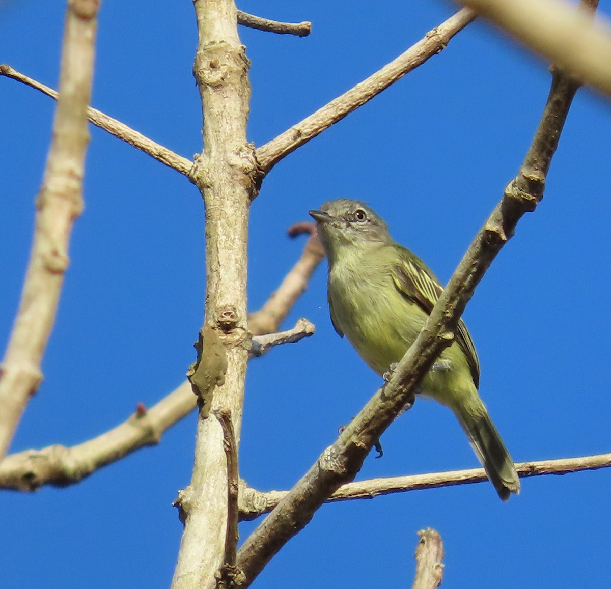 Guianan Tyrannulet - ML625720098