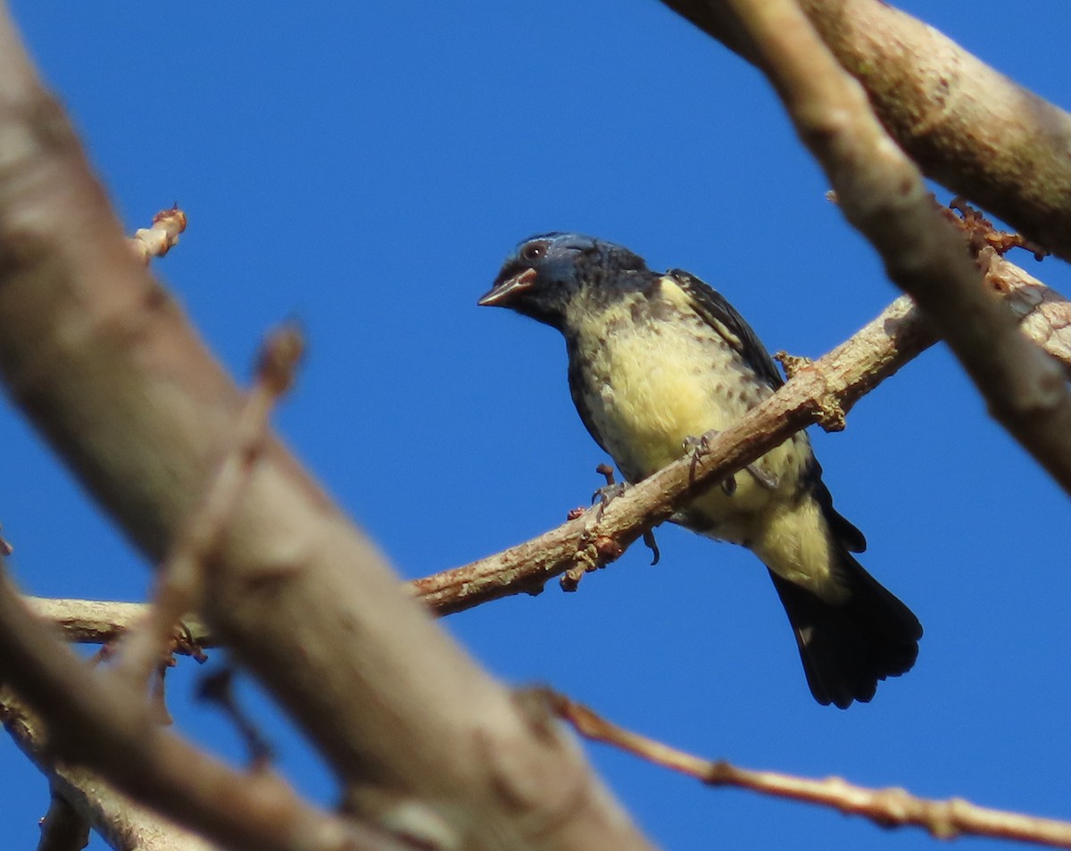 Turquoise Tanager - ML625720105