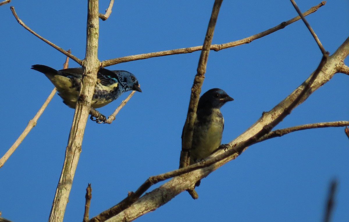 Turquoise Tanager - ML625720106