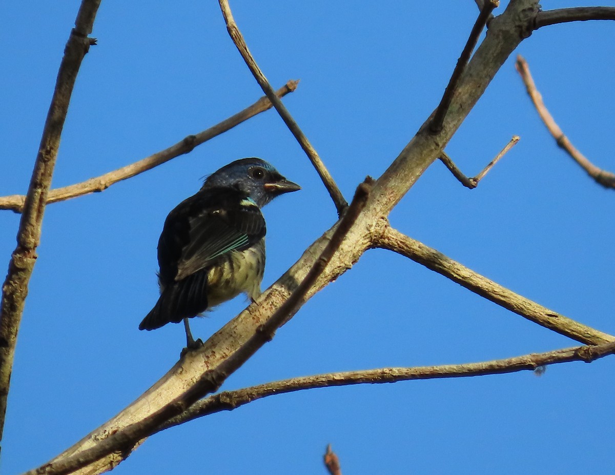 Turquoise Tanager - ML625720107