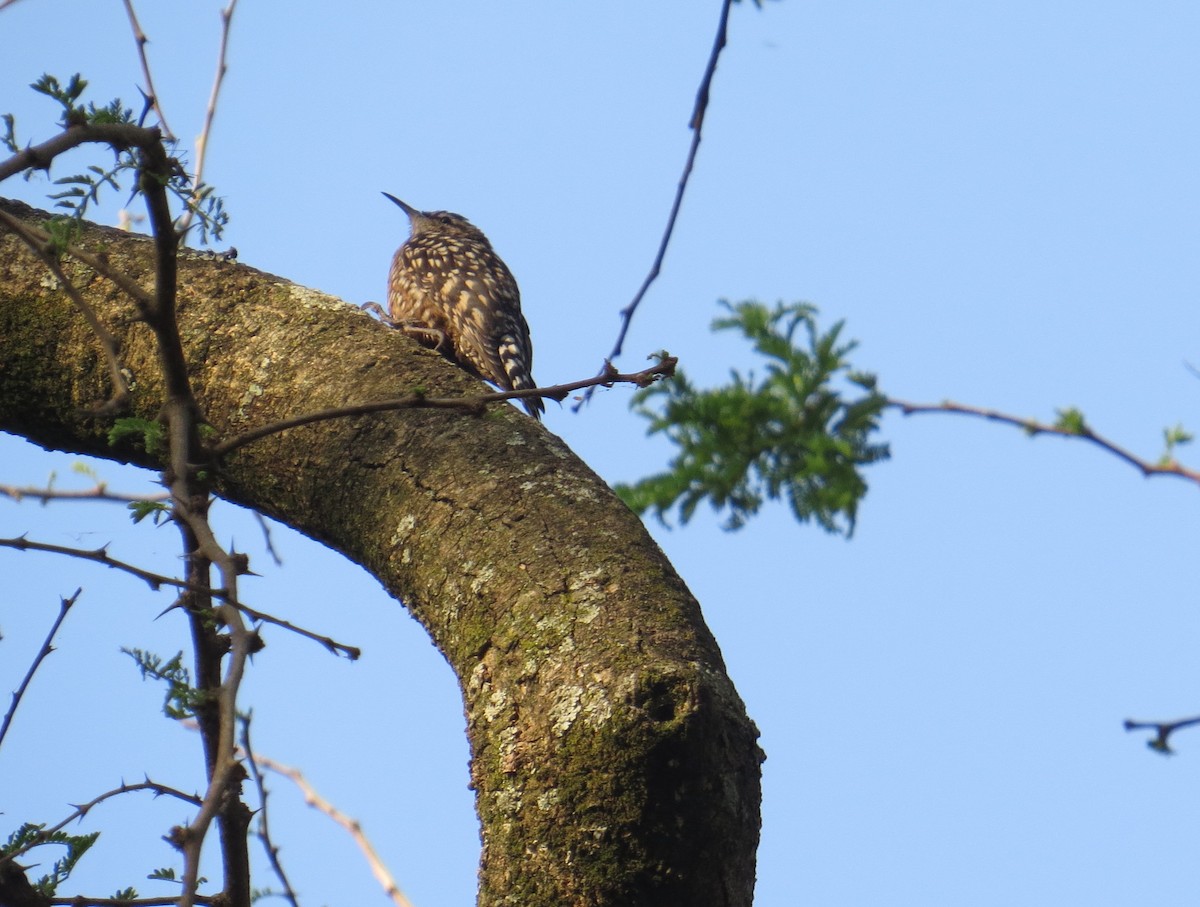 African Spotted Creeper - ML625720150