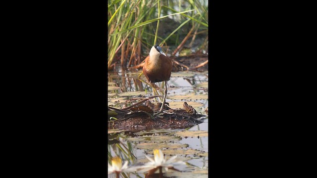 African Jacana - ML625720370
