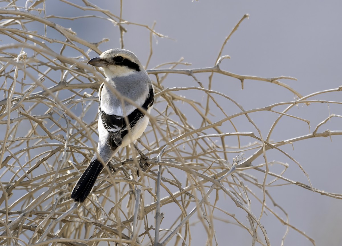 Great Gray Shrike (Steppe) - ML625720464