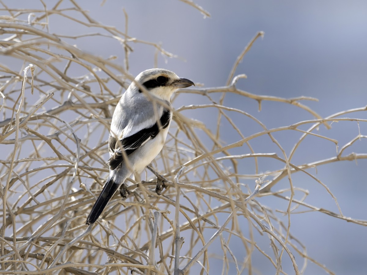 Great Gray Shrike (Steppe) - ML625720466