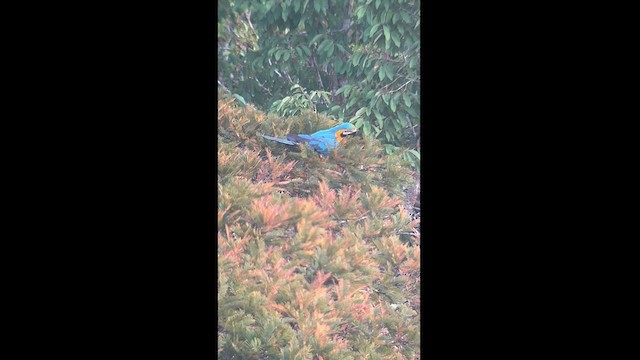 Blue-and-yellow Macaw - ML625720486