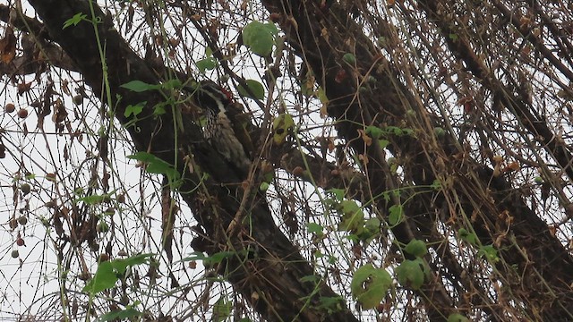 Black-rumped Flameback - ML625720507