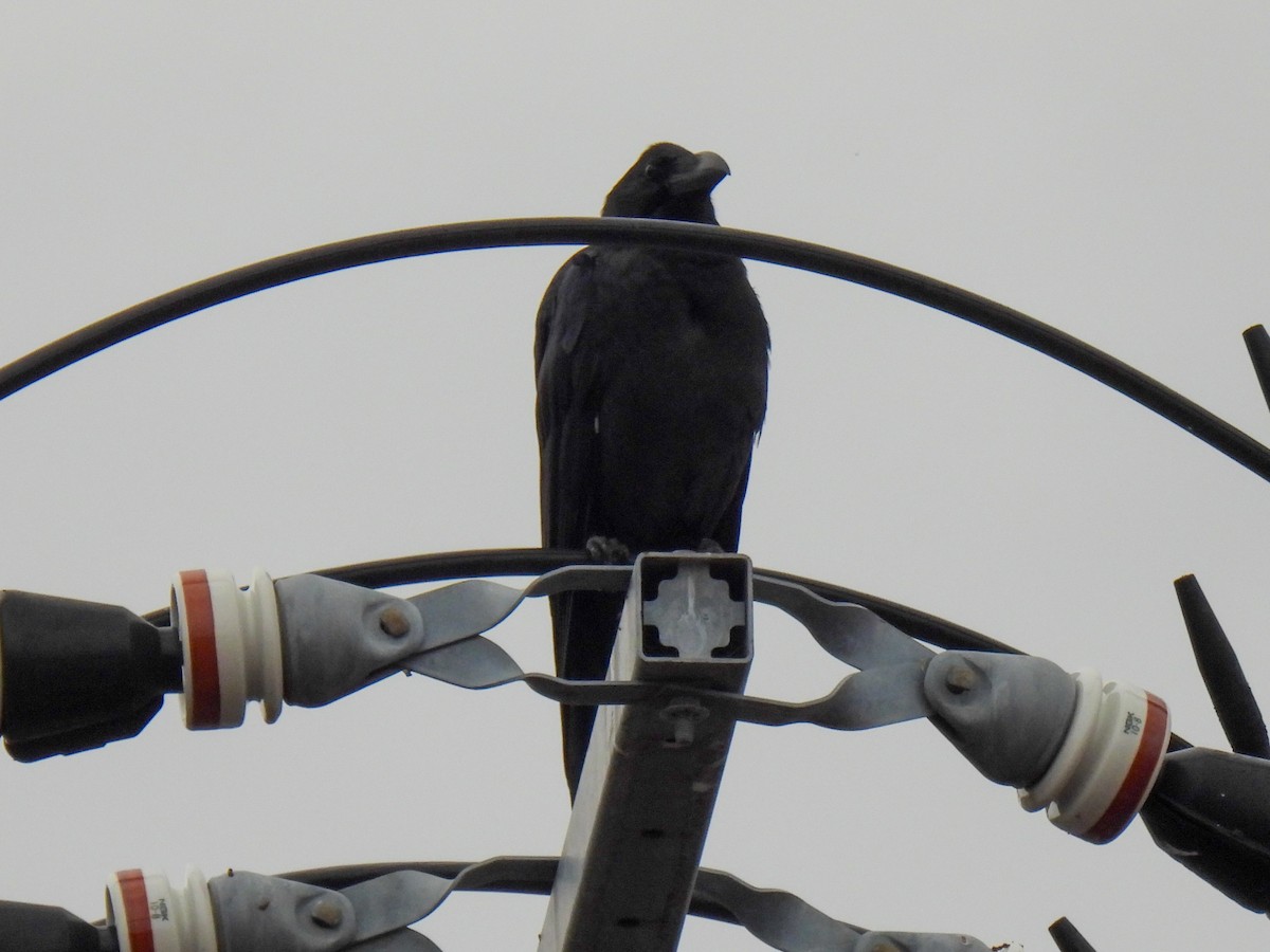 Large-billed Crow - ML625720517