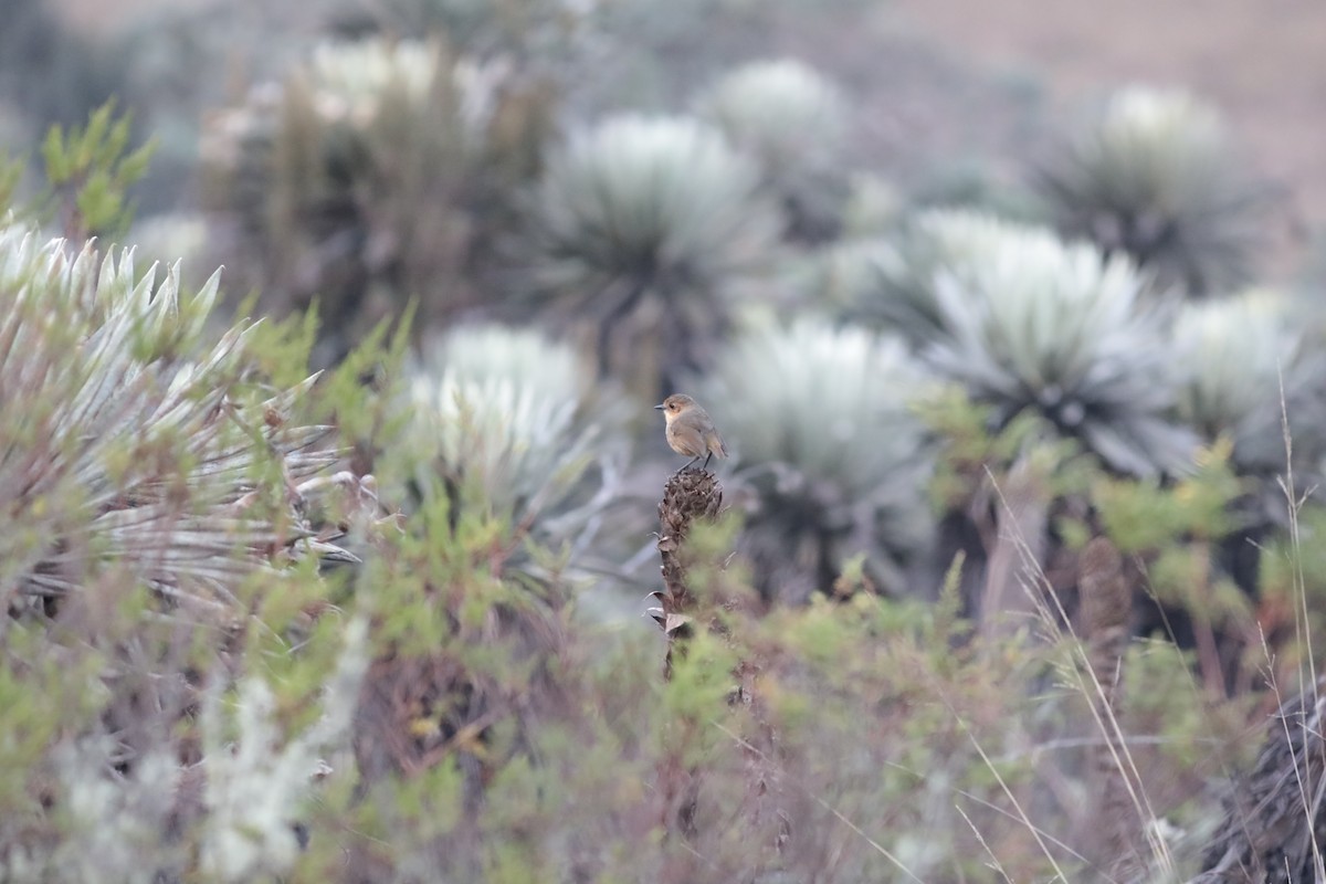 Boyaca Antpitta - ML625720631