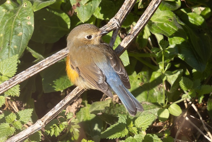 Red-flanked/Qilian Bluetail - ML625720794
