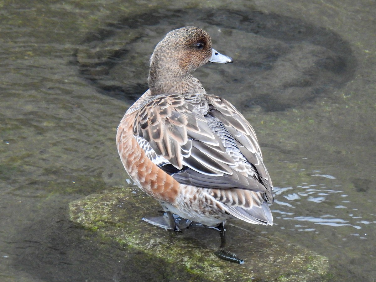 Eurasian Wigeon - ML625720845