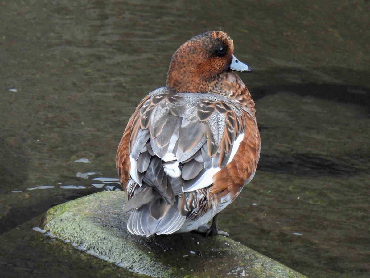 Eurasian Wigeon - ML625720848
