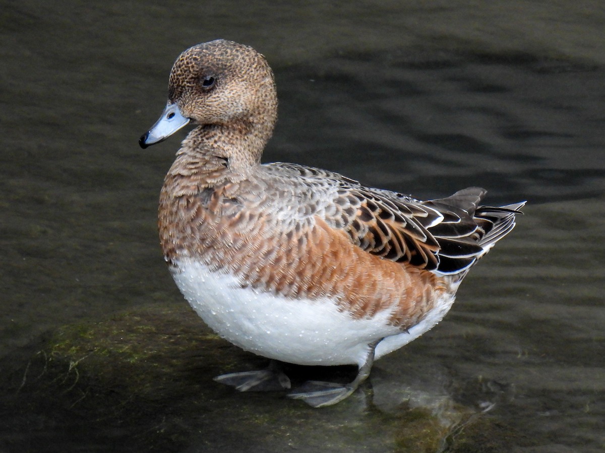 Eurasian Wigeon - ML625720851