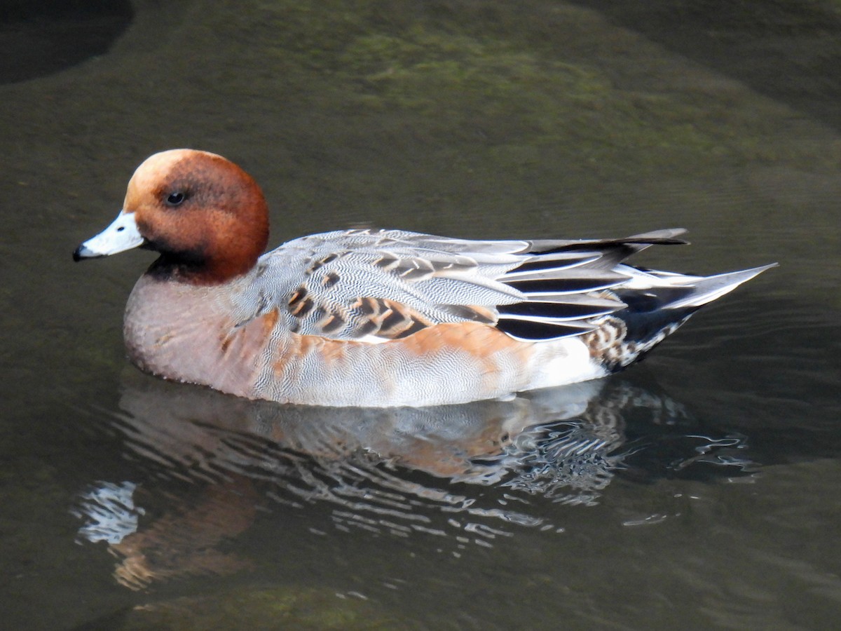 Eurasian Wigeon - ML625720855