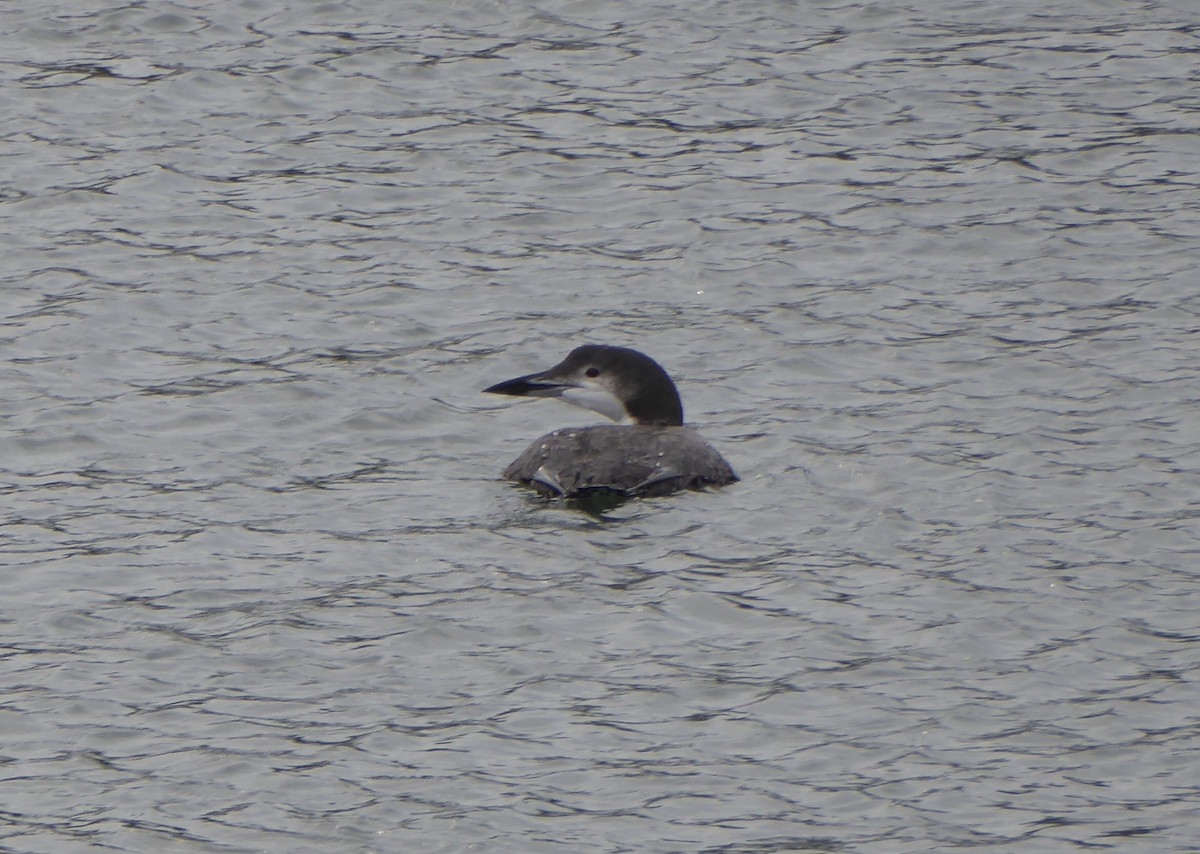 Common Loon - ML625720916