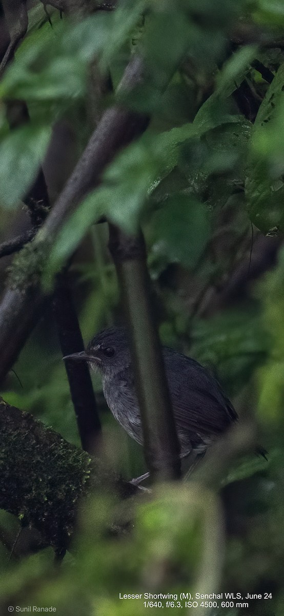 Lesser Shortwing - ML625720948