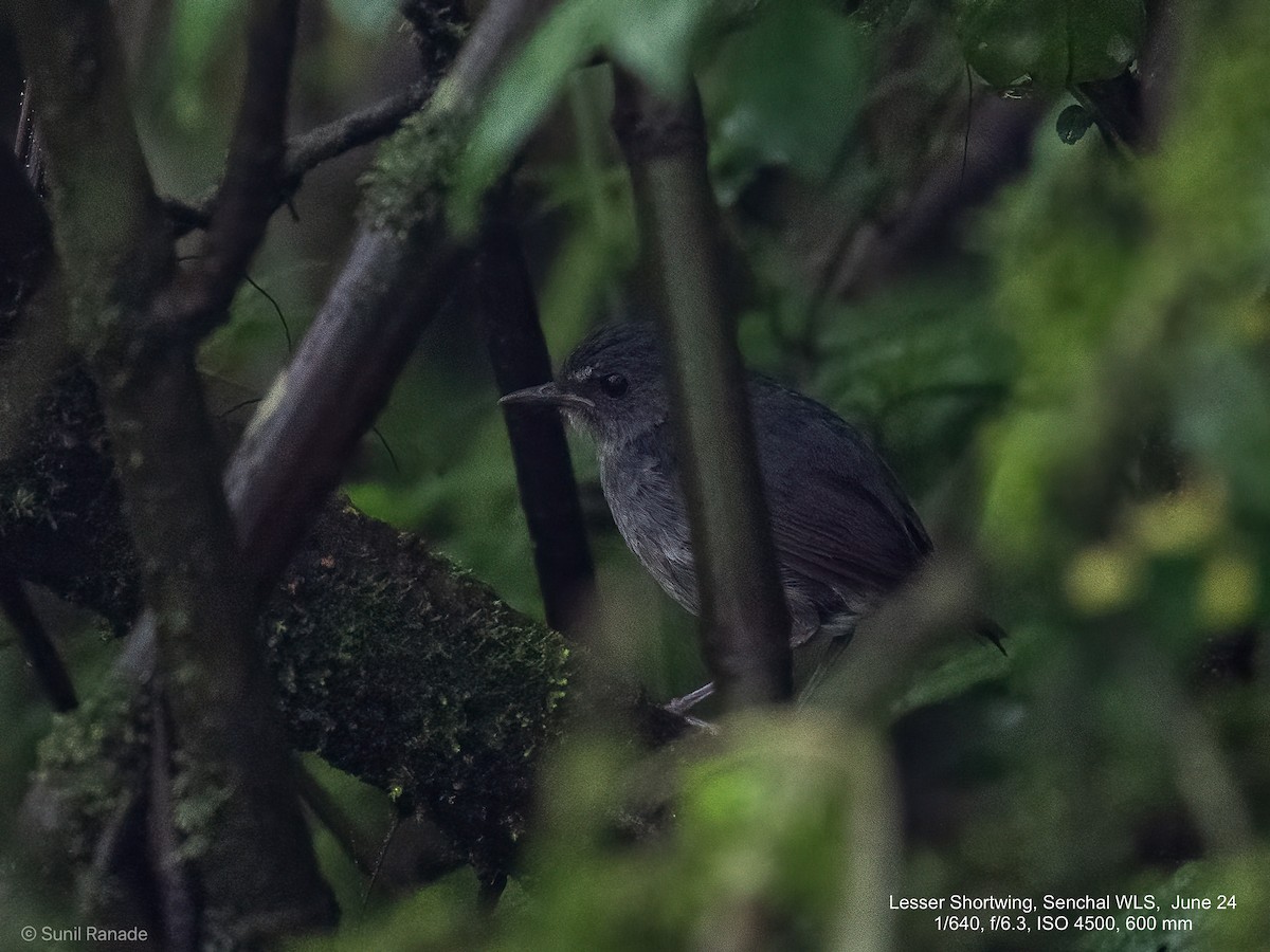 Lesser Shortwing - ML625720949