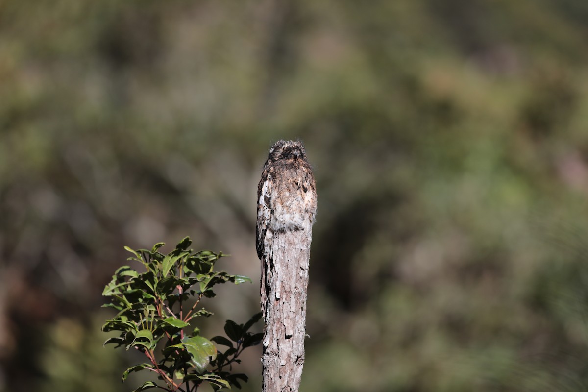 Andean Potoo - ML625720997