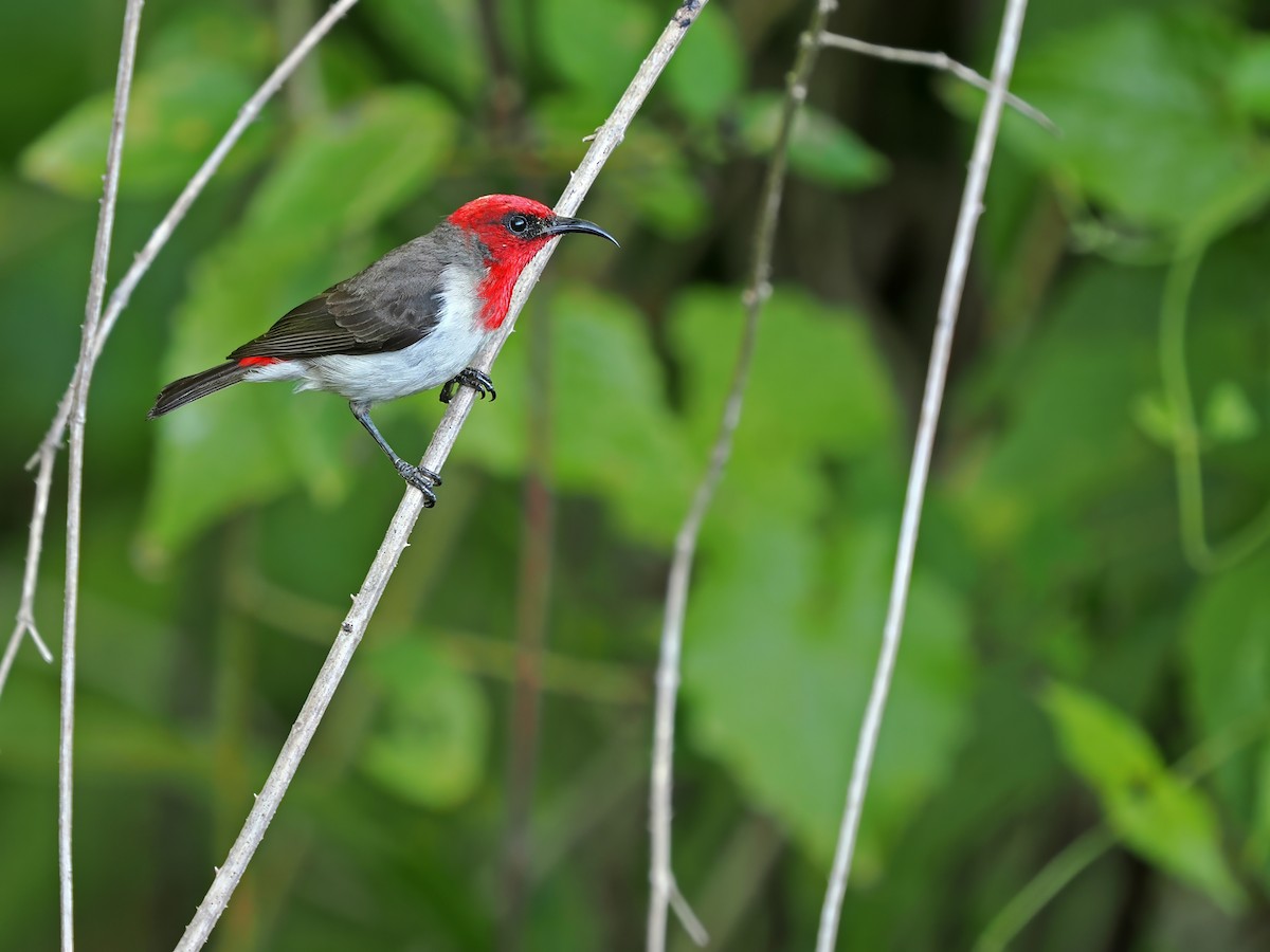 Crimson-hooded Myzomela - ML625721203