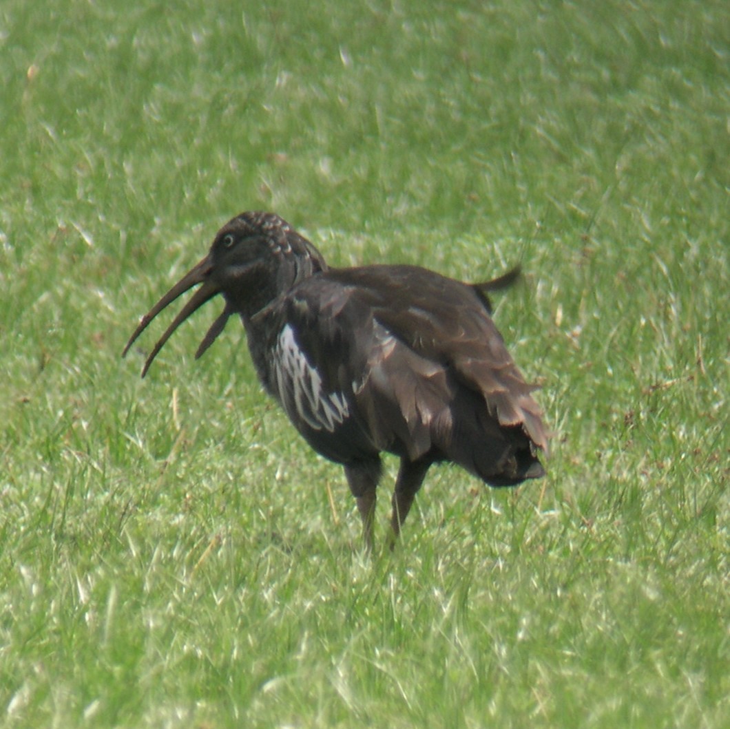 Wattled Ibis - ML625721234