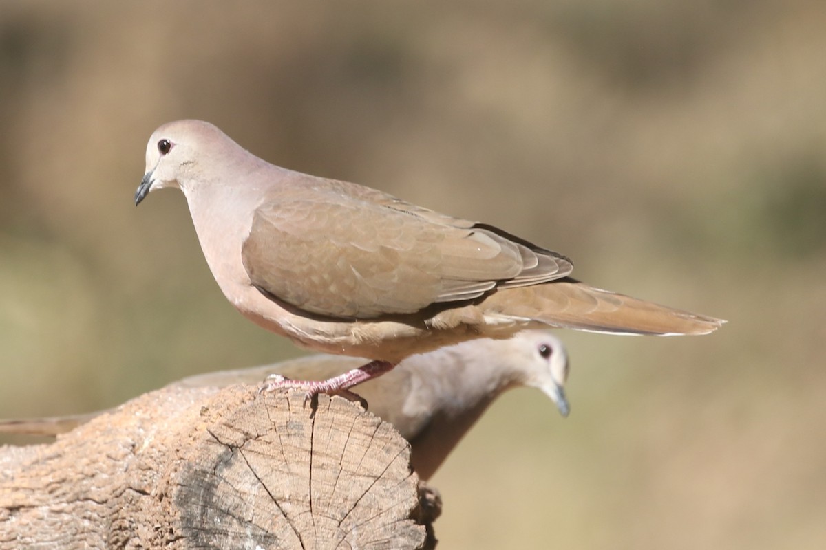 Large-tailed Dove - ML625721246